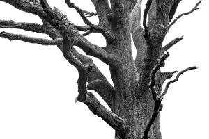 Black Tree on a White Sky - Black and White Photo of a Giant Black Tree (A0029573B)